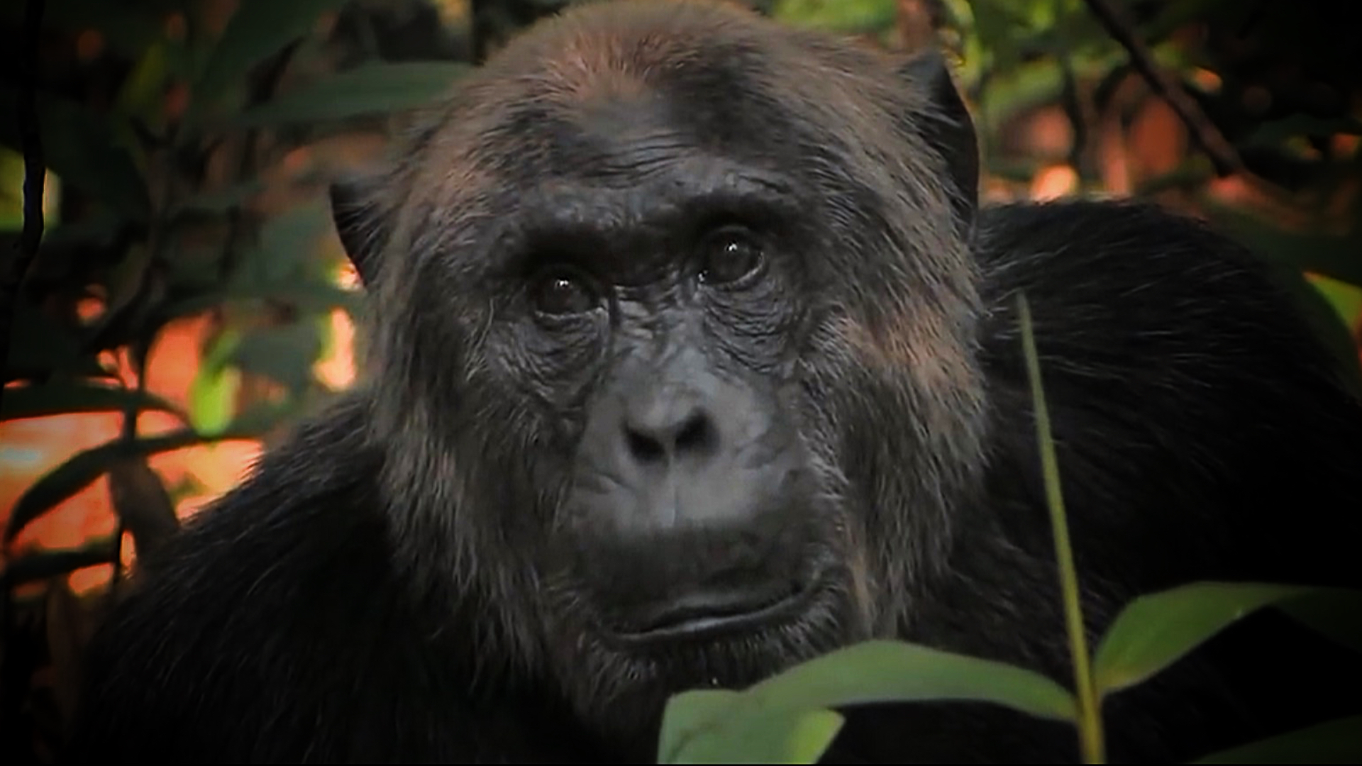 Gorilla Bwindi Uganda