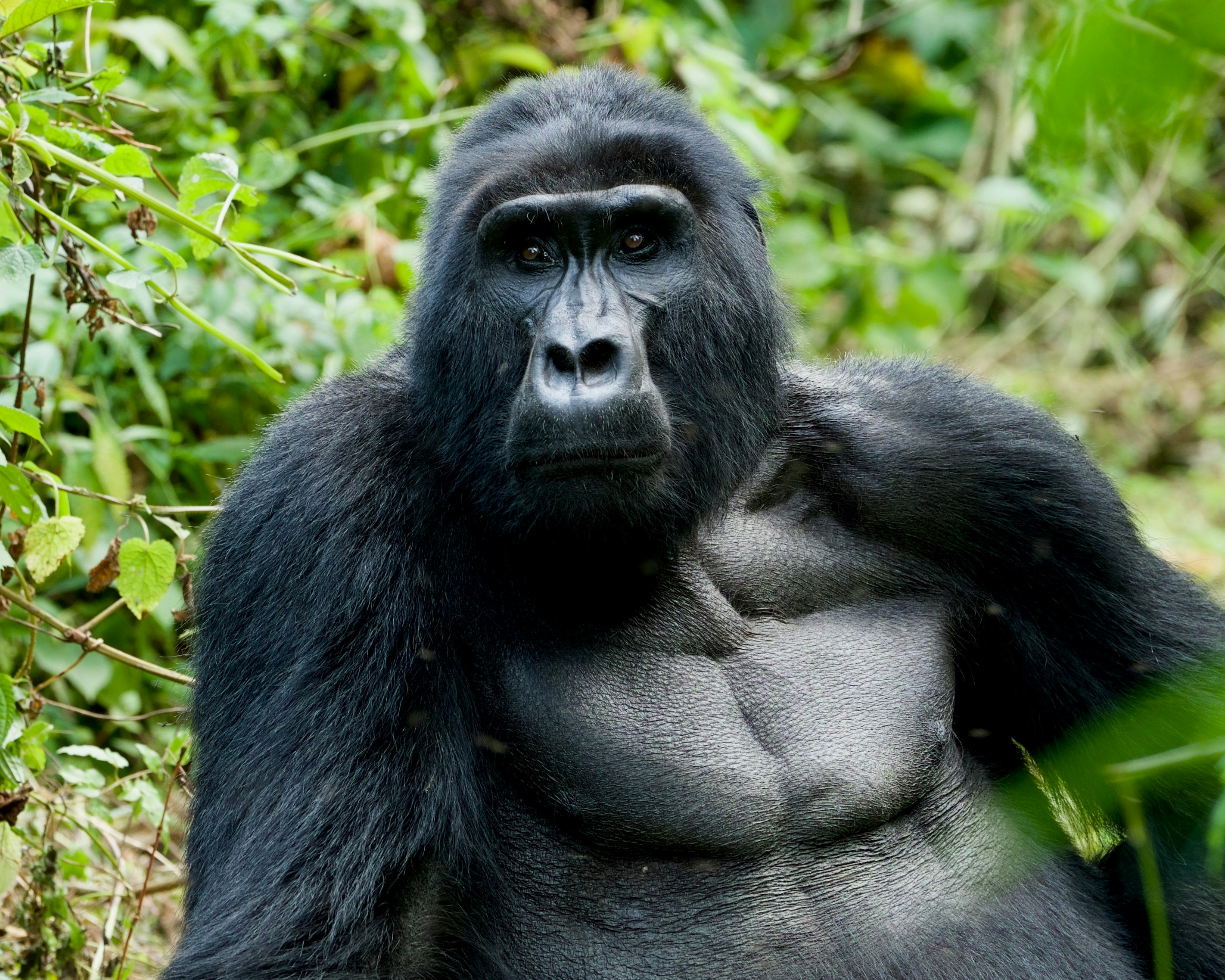 Safari in Uganda o Tanzania? Ecco perché scegliere la Perla d’Africa