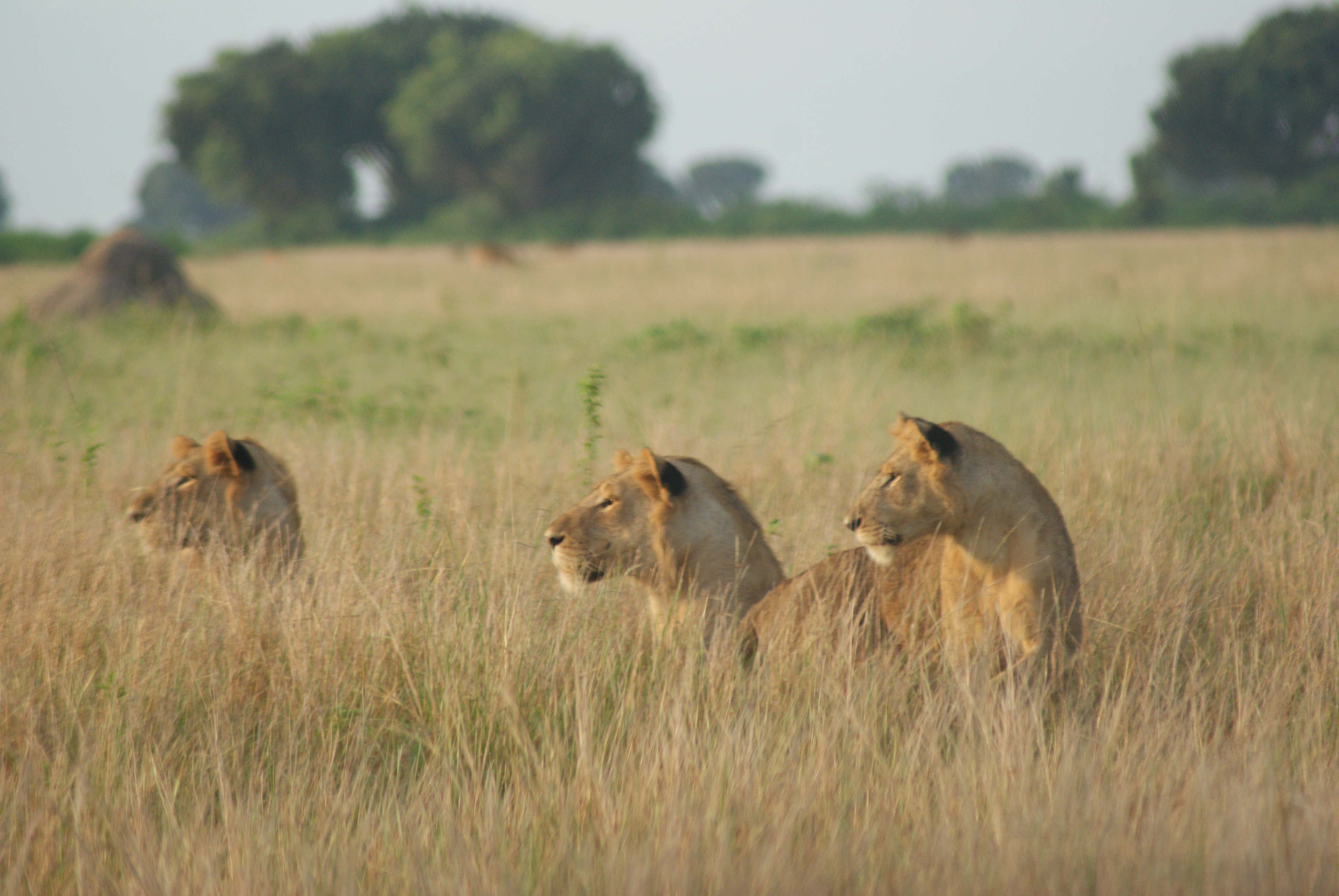 Quando andare in Uganda: clima, stagioni e consigli pratici