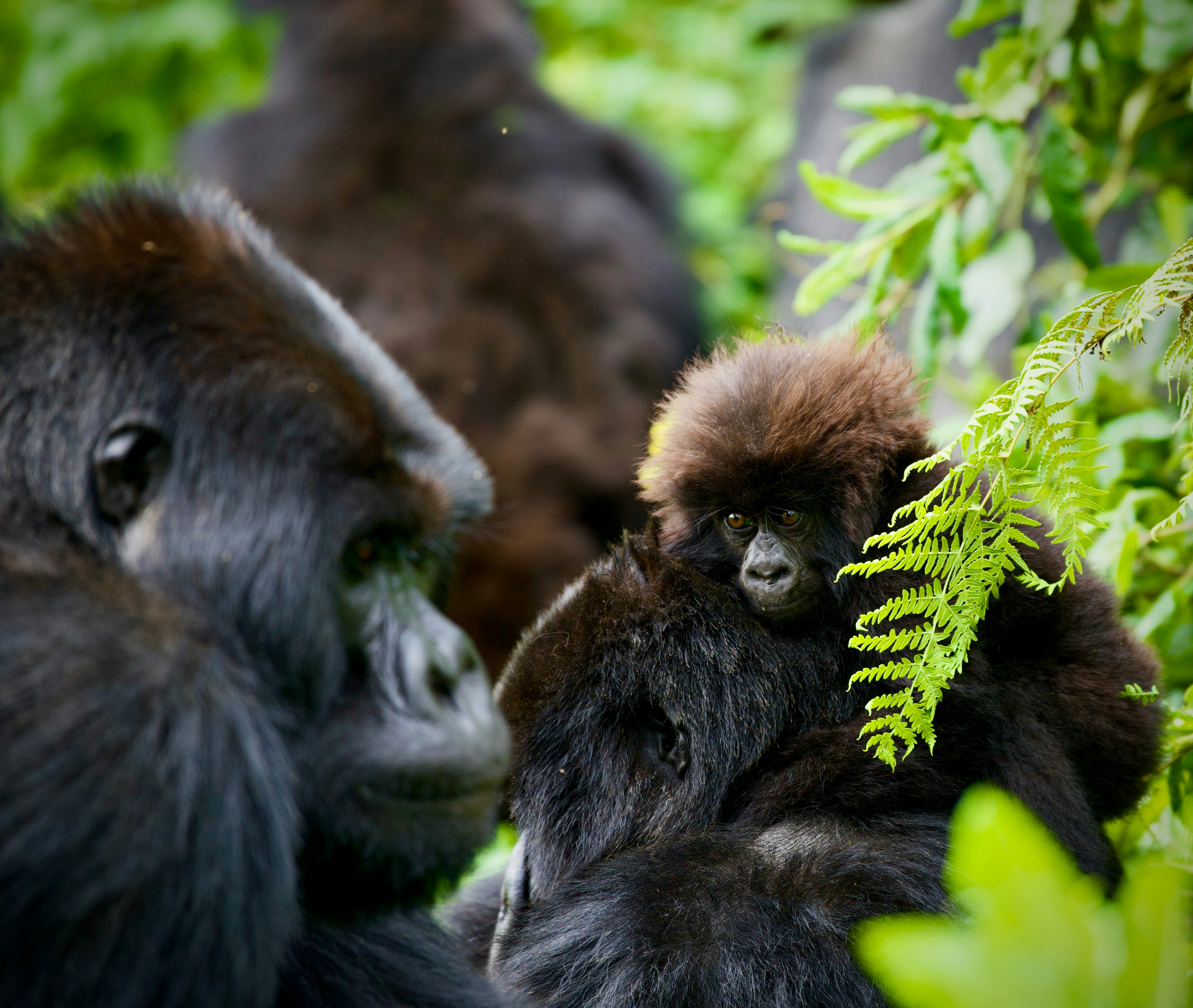 Gorilla trekking in Uganda: tutto quello che devi sapere prima di partire