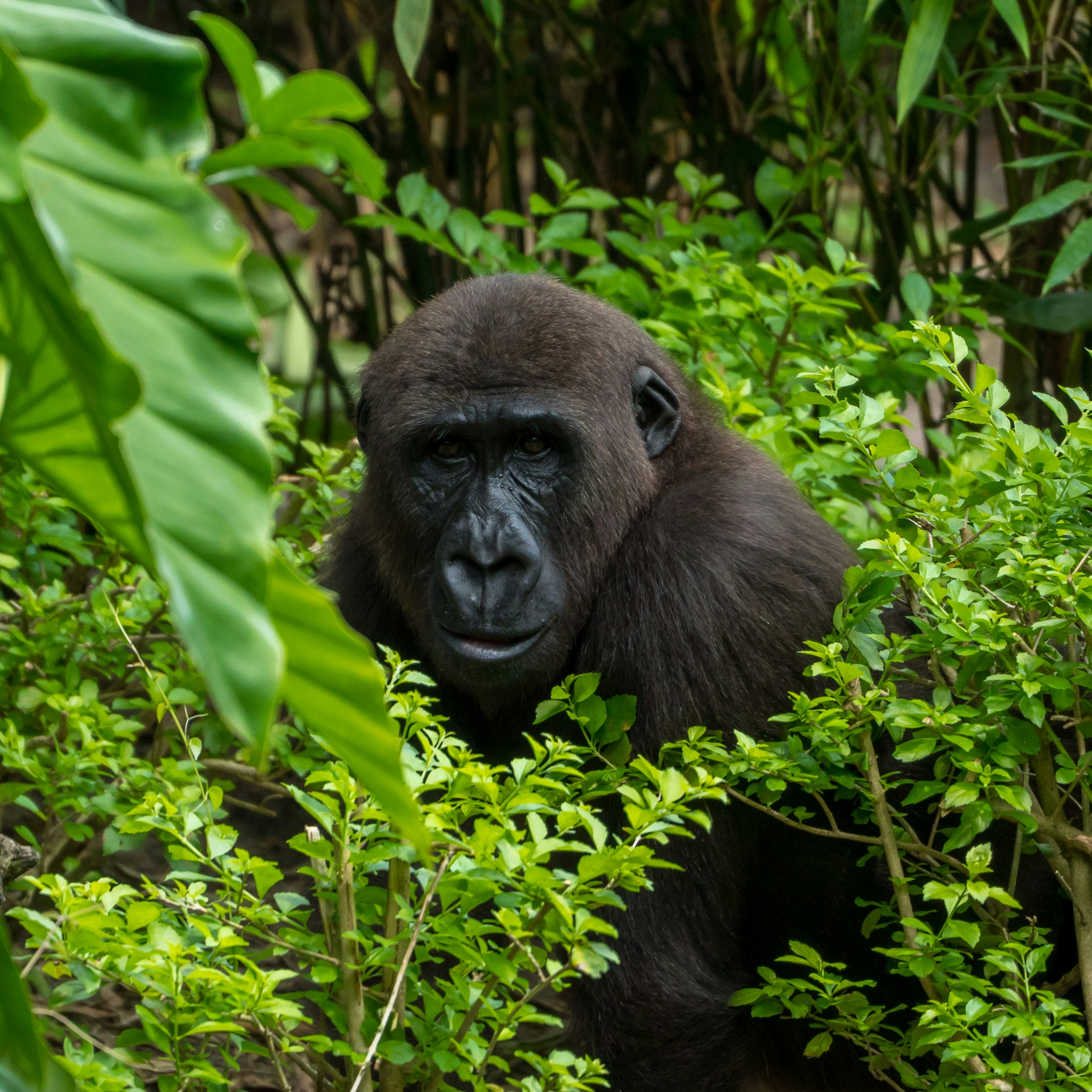Gorilla trekking in Uganda: tutto quello che devi sapere prima di partire