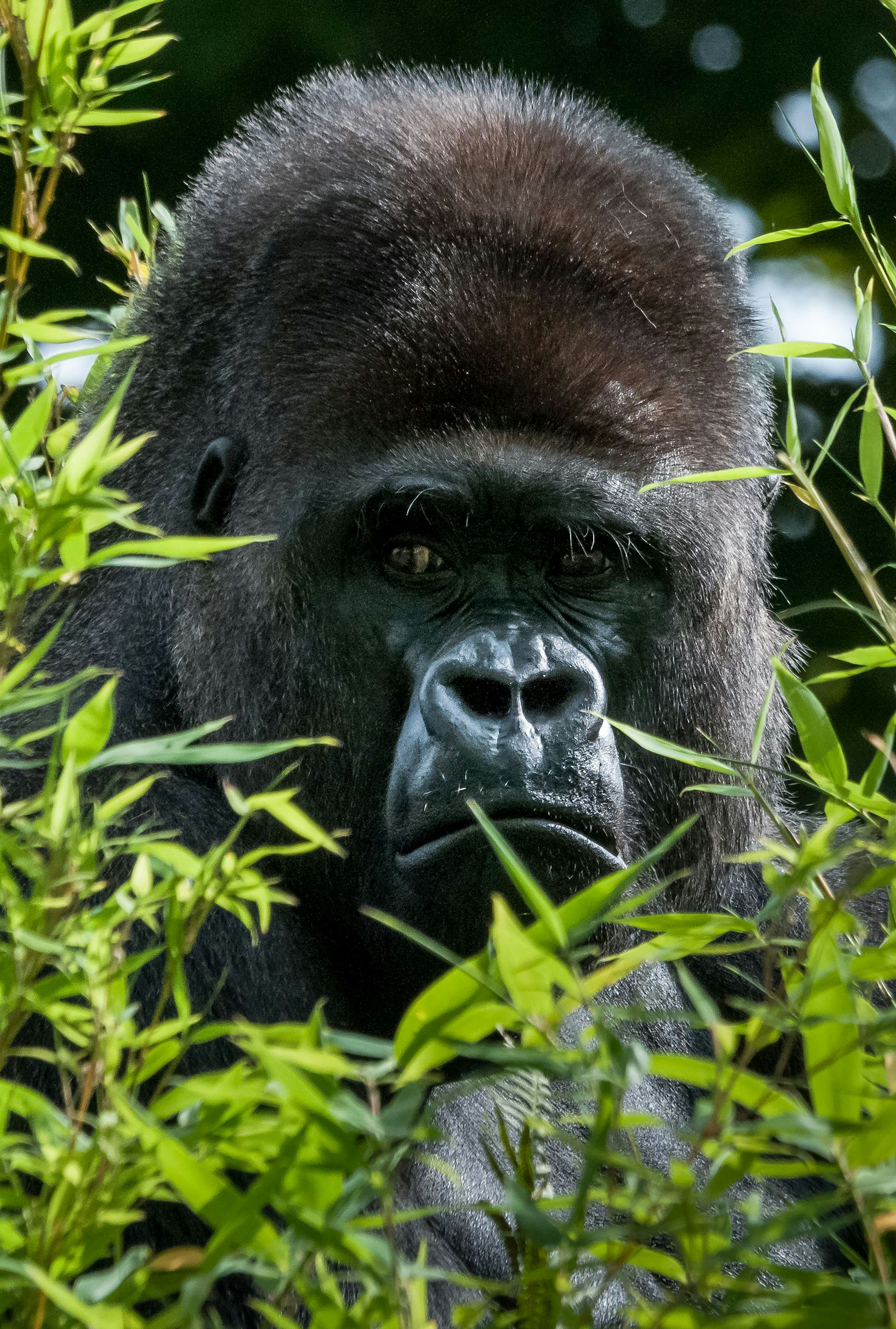 Gorilla trekking in Uganda: tutto quello che devi sapere prima di partire