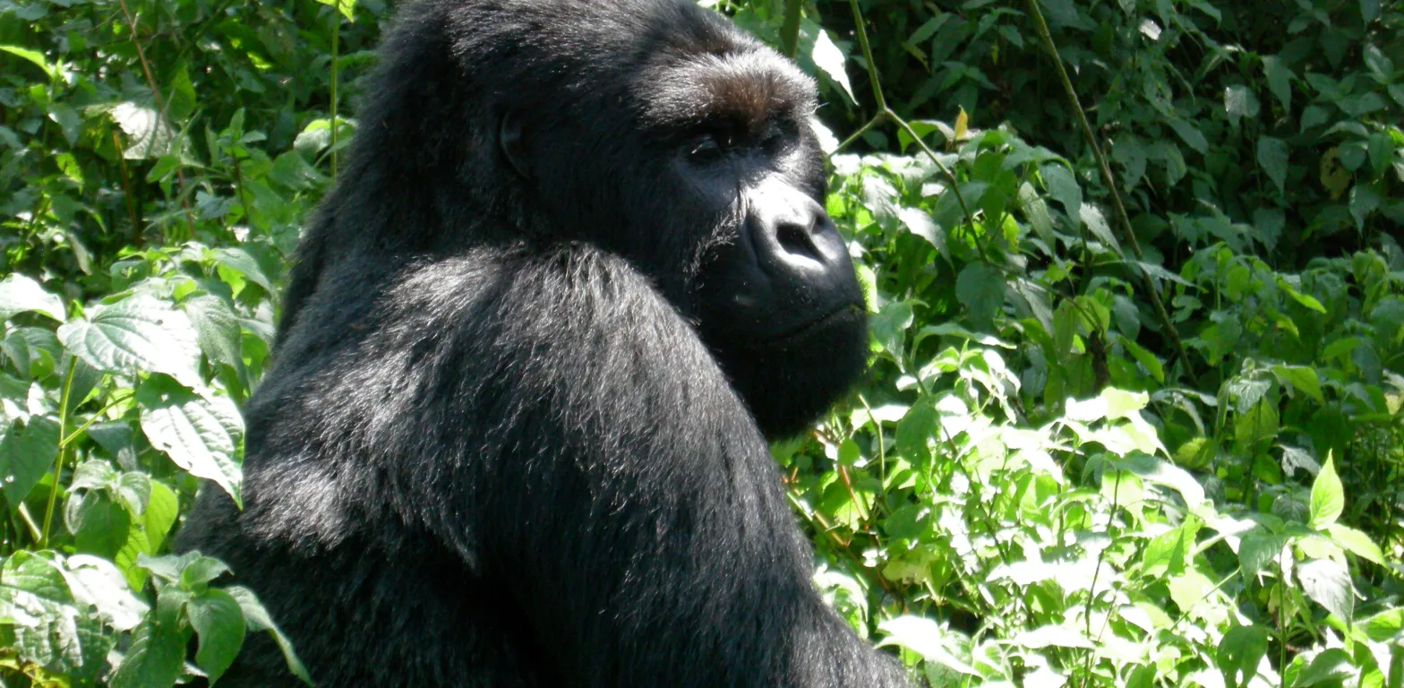 UGANDA