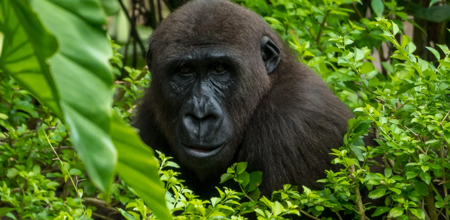 Gorilla trekking in Uganda: tutto quello che devi sapere prima di partire