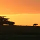 Safari in Uganda o Tanzania? Ecco perché scegliere la Perla d’Africa